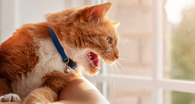 Young angry red tabby domestic cat hissing and meowing looking outside through window
