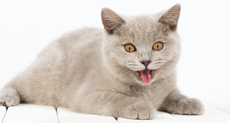 Grey British cat with yellow eyes and tongue showing, on a white background.