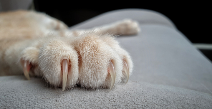 Claws