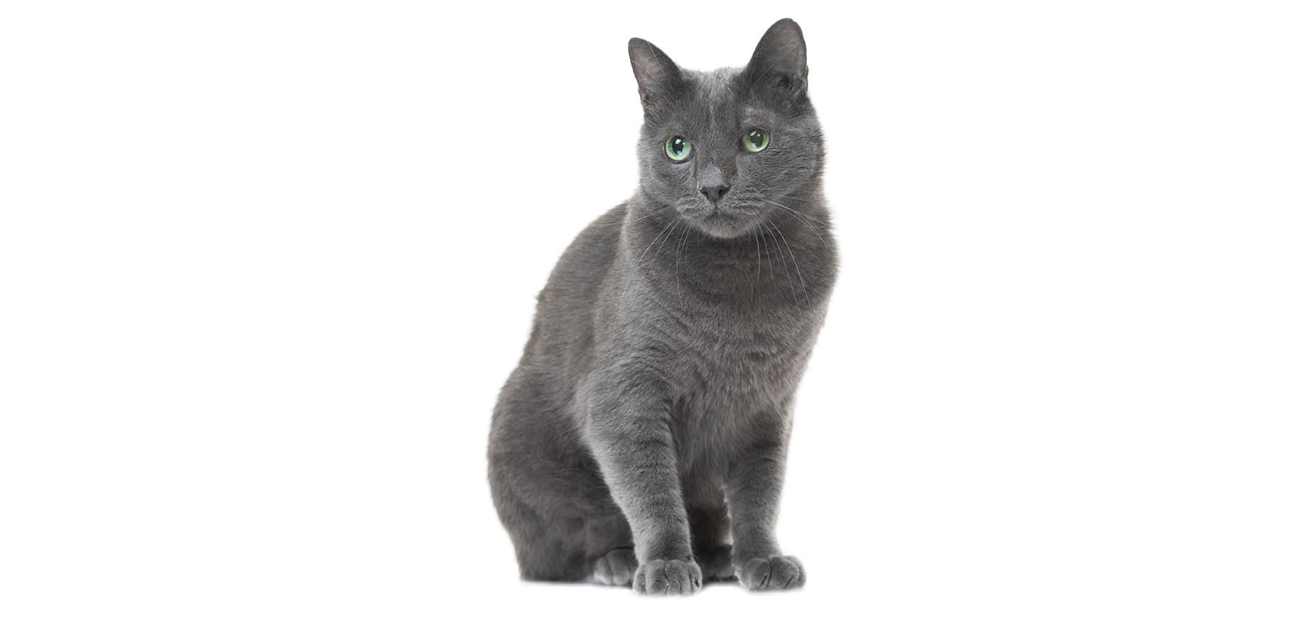 Russian Blue