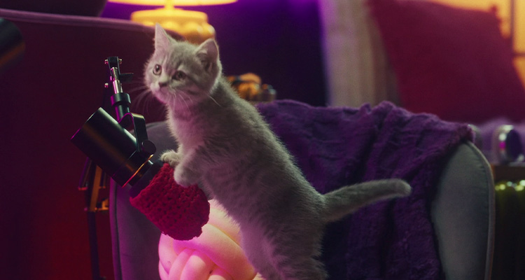 Do kittens need special kitten food?