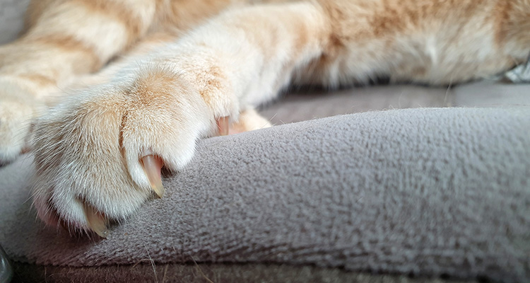 Indoor bright orange tabby cat's paw with long and sharp claws on seat.