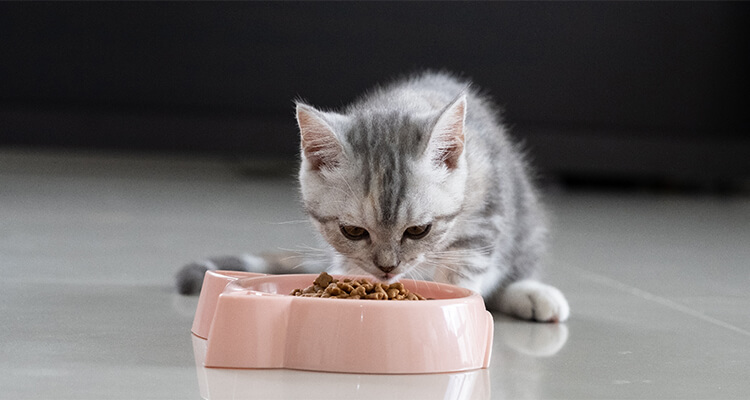 Grey tabby kitten eating dry food from a pink bowl on a shiny tiled floor.
