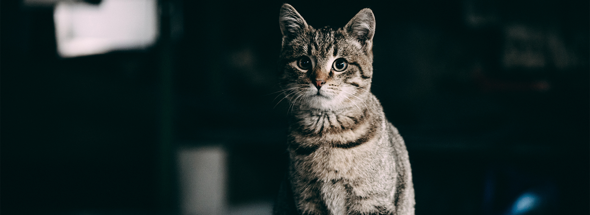 A grey cat with bright green eyes at night