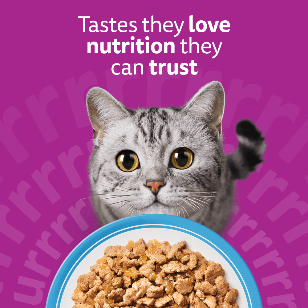 WHISKAS FISH FAVOURITES in Jelly Adult Wet Cat Food Pouch 80x85g, 40x85g, 12x85g - 2